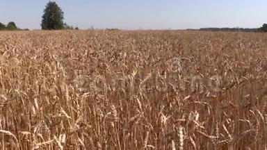 成熟的小麦作物在田间生长。 左<strong>侧滑</strong>动